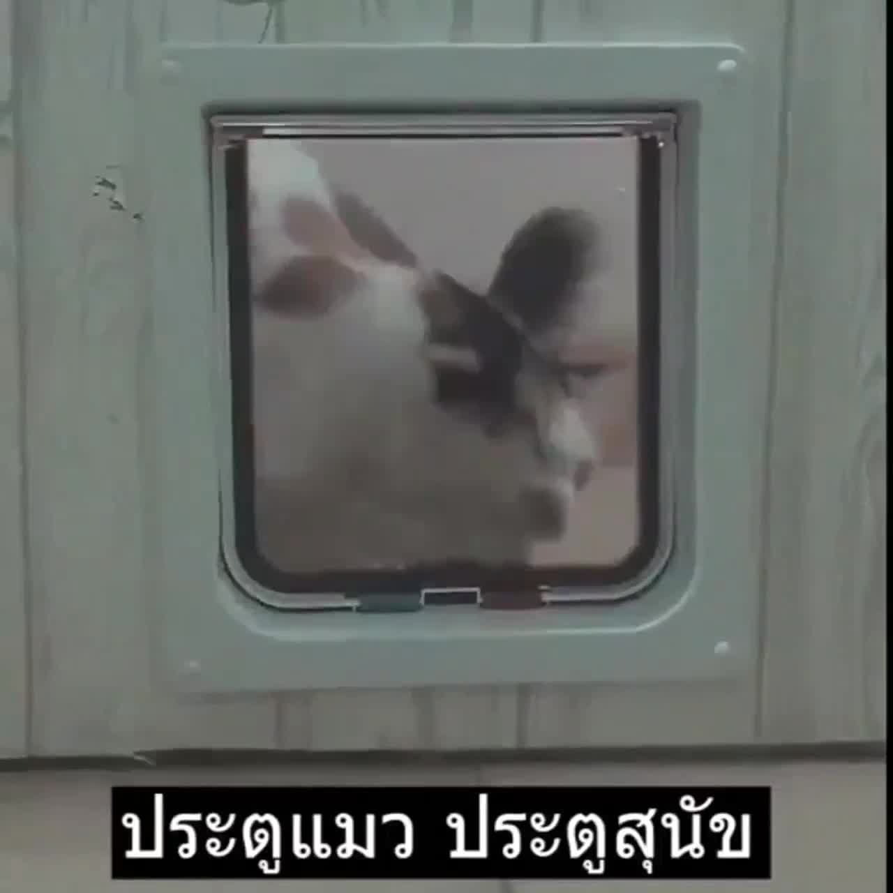 มีของพร้อมส่ง-ประตูแมว-ประตูสุนัข-ประตูหมา-สำหรับพันธุ์เล็ก-pet-door-ประตูสำหรับสัตว์เลี้ยง-กันแอร์ออก-น้องแมว-น้องหมา