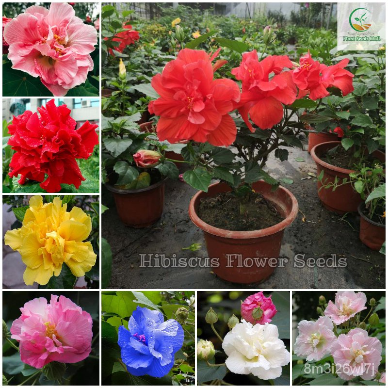 เมล็ดพันธุ์-ถูก-คละ-เมล็ดพันธุ์-ชบา-ต้นชบา-บอนสี-hibiscus-flower-seeds-บรรจุ100-เมล็ด-เมล็ดดอกไม้-บอนไซ-ต้นไม้-ไม้ประดั