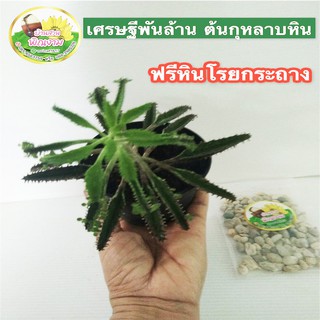 เศรษฐีพันล้าน ต้นกุหลาบหิน (ส่งแบบกระถางแถมฟรีหินโรย)ไม้มงคลใบด่างจุดสีม่วง เลี้ยงง่าย โตเร็ว ไม้ฟอกอากาศ