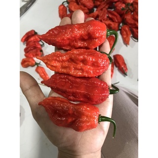 ผลสดBhut Jolokia Pepper บุตโจโลเกีย พริกปีศาจ ผลละ40บาทระดับความเผ็ด 1,000,000 SHU.