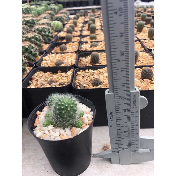 ภาพสินค้าแคคตัสรีบูเทียดอกขาว Rebutia Cactus  จัดสวนถาด cactus ต้นไม้ประดับ ไม้มินิมอล พืชทนแล้ง ของต้องมี สวนถาด จากร้าน namosam บน Shopee ภาพที่ 3