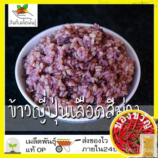 เมล็ดอวบอ้วน100%เมล็ดพันธุ์ ข้าวญี่ปุ่นเลือดสีม่วง (เมล็ดพันธุ์หายาก) 100 เมล็ด Purple Blood Japanese Rice Seed เมล็ดพัน