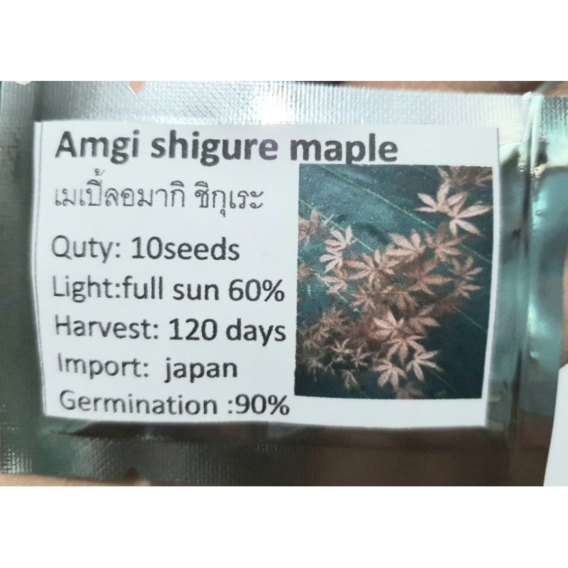 amagi-shigure-maple-10-เมล็ด-250-บาท