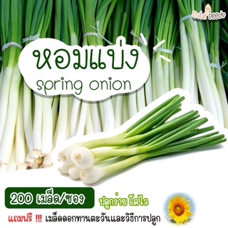 เมล็ดพันธุ์หอมแบ่ง 200 เมล็ด อัตราการงอก95% ปลูกง่าย โตไว (แถมฟรี เมล็ดผักทุกออเดอร์)