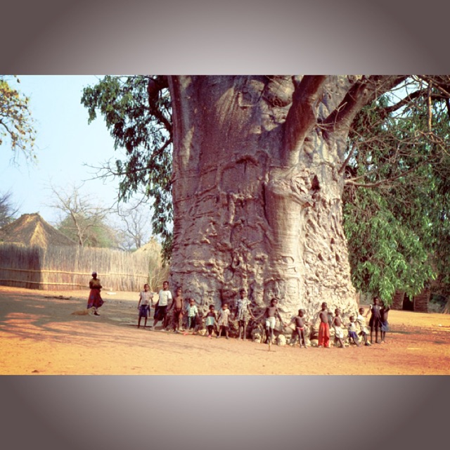 ต้นเบาบับ-เบาบับต้นไม้ยกษ์-อัฟริกันเบาบับ