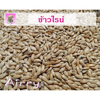 ข้าวไรน์ ธัญพืช สำหรับนก และ สัตว์เลี้ยง
