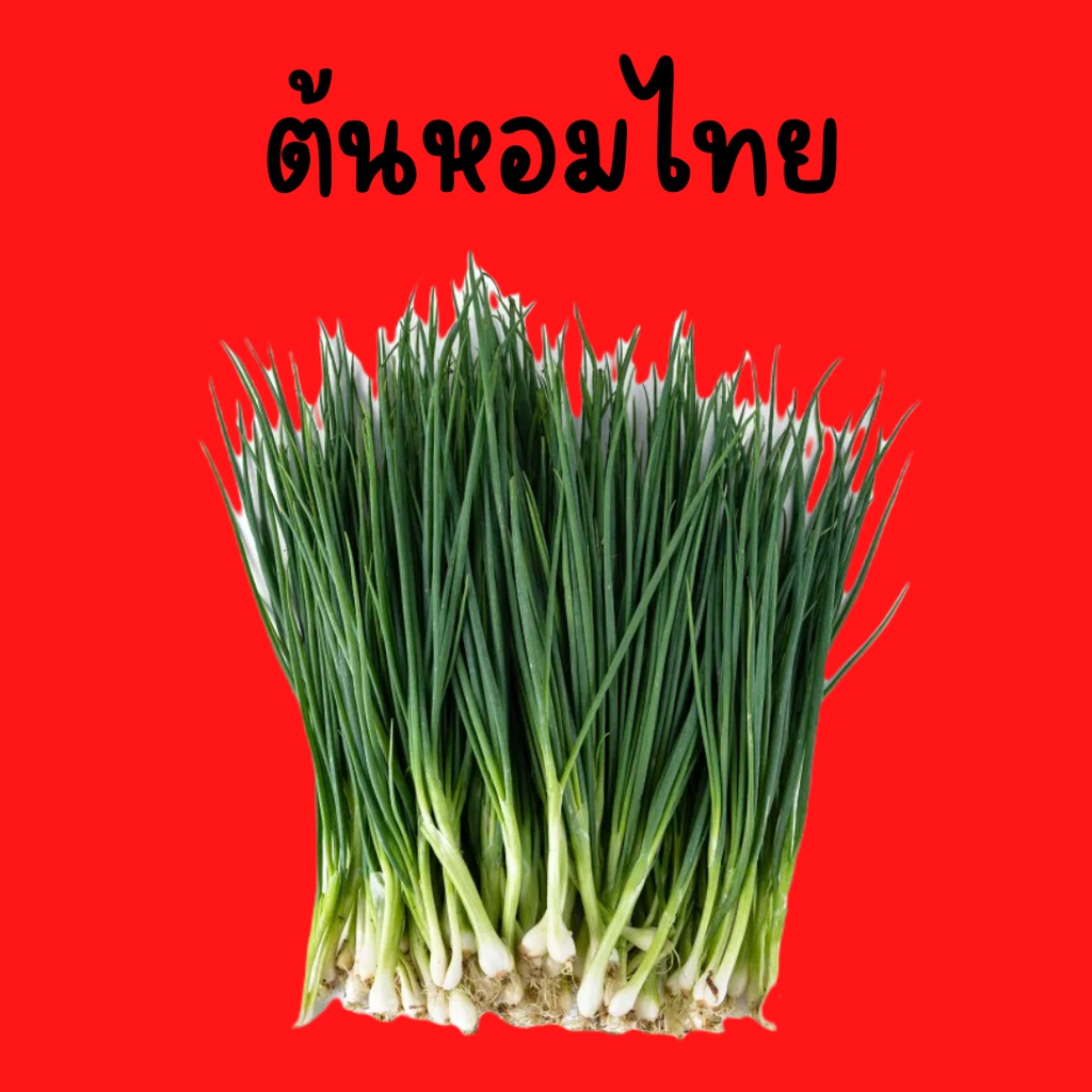 ต้นหอม-ผักสด-ราคาถูก