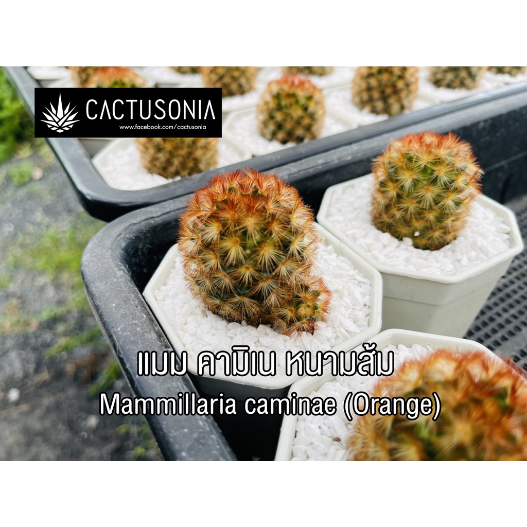 คามิเน-หนามส้ม-mammilaria-caminae-orange