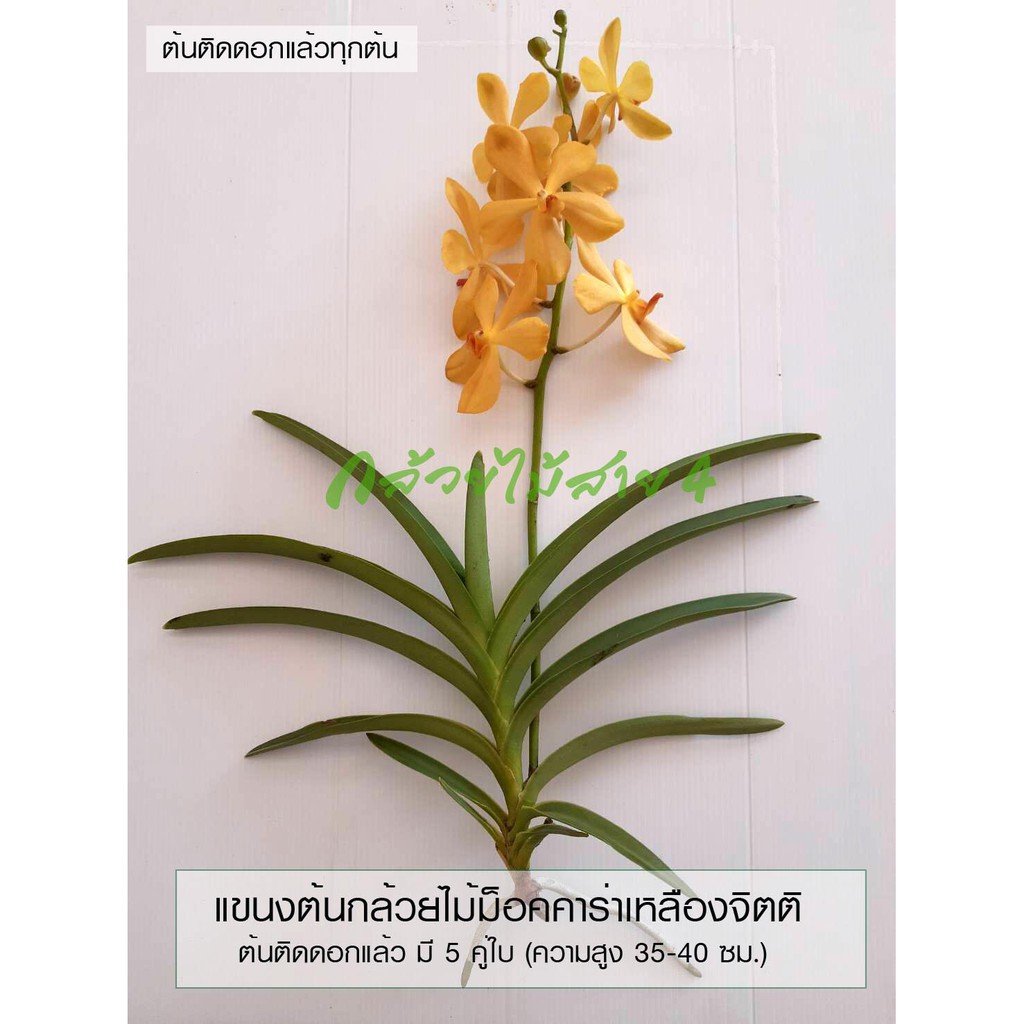 ภาพสินค้าแขนงกล้วยไม้ม็อคคาร่าเหลืองจิตติ สีเหลือง ต้นติดดอก ต้นสูง 35-40 ซม. (Mokara Yellow Jitti Plant) จากร้าน bangkokgreen บน Shopee ภาพที่ 1