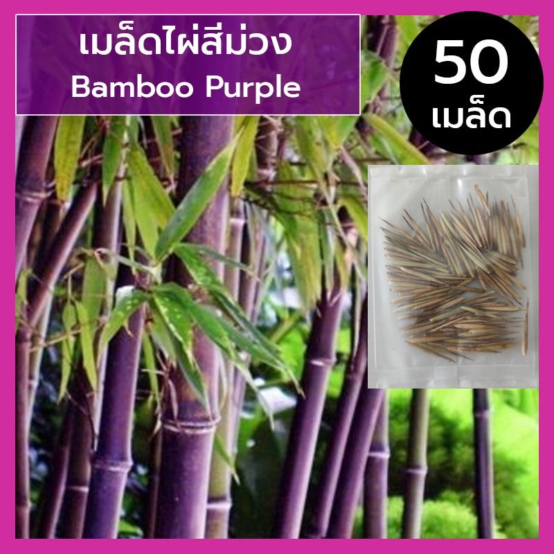 เมล็ดไผ่สีม่วง-เมล็ดไผ่-ไผ่สีม่วง-purple-bamboo-หายาก-20-50-เมล็ด-เมล็ดนำเข้า