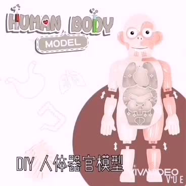 human-body-model-โมเดลเรียนรู้อวัยวะร่างกายมนุษย์