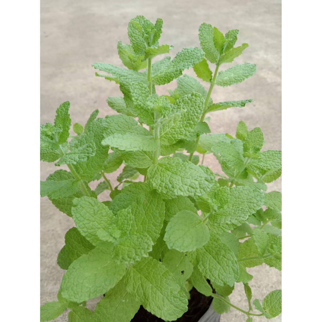 แอปเปิ้ลมินท์ Apple mint !ราคาสุดพิเศษ! หลงรักกลิ่นหอม | Shopee Thailand