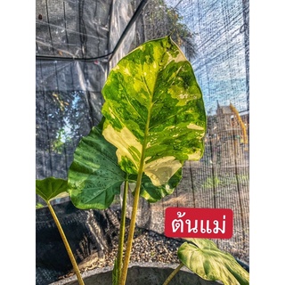 ภาพขนาดย่อของภาพหน้าปกสินค้าบอนหูช้างหรือเมาะป่าด่างเหลืองชำหน่อAlocasia จากร้าน kanom2345k บน Shopee