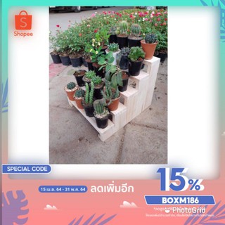 ชั้นวาง cactus ทรง5ระดับ