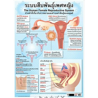 ระบบสืบพันธุ์เพศหญิง EQ-216 โปสเตอร์ภาพ กระดาษหุ้มพลาสติก