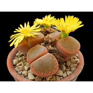 Lithops aucampiae (10 seeds)