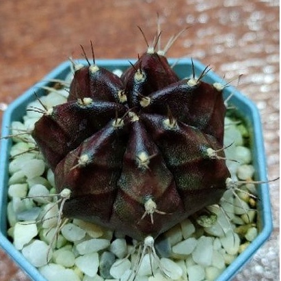 cake-cactus-farm-กระบองเพชร-gymnocalycium-mihanovichii-black-widow-ยิมโนแม่หม้ายดำ