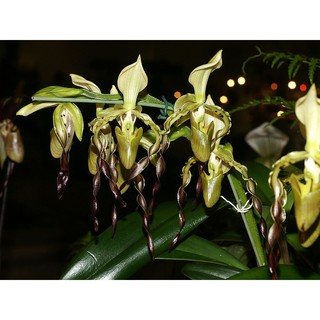 Paphiopedilum parishii กล้วยไม้รองเท้านารีเมืองกาญน์