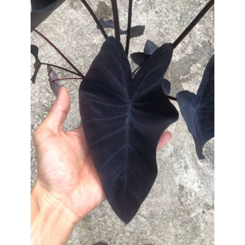 บอนดำ-colocasia-black-magic-ไม้น้ำชอบแดด