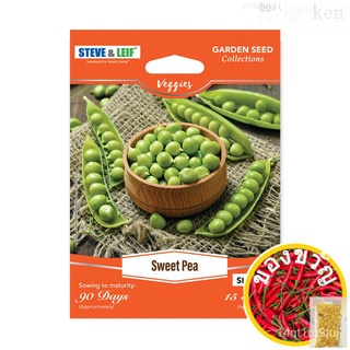 Steve & Leif Sweet Pea / Garden Pea / Purple Pea Seedsผักชี/ผู้ชาย/พาสต้า/กุหลาบ/เด็ก/หมวก/ผักกาดหอม/บ้านและสวน/seeds/เส