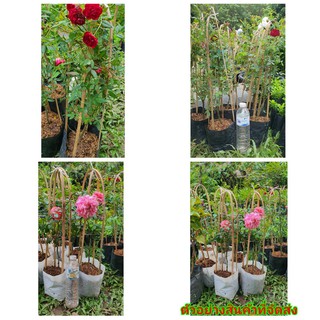(2ต้น) (ขาย ต้นพันธุ์) ต้น ดอก กุหลาบเลื้อย สีแดง และ สีชมพู และ สีขาว เบนซ์