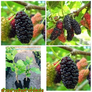 (2ต้น) (ขาย ต้นพันธุ์) ต้น หม่อนเชียงใหม่ หม่อน เบอร์รี่ berry petlada  Mulberry มัลเบอร์รี่