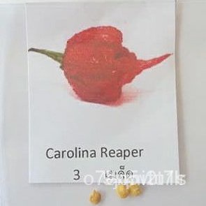 ขายดี-สวนครัว-ขายดี-สวนครัว-พริกเผ็ดที่สุดในโลกถูกที่สุด-9-บ-3-เมล็ด-carolina-reaper-ปล-อ-อินทรีย์-คละ-สวนครัว-ดอก