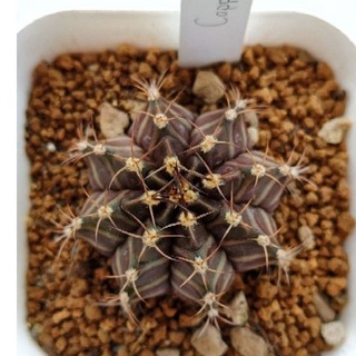 Cake Cactus Farm กระบองเพชร Gymnocalycium mihanovichii  Copper  ยิมโนคอปเปอร์