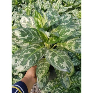 ต้น Aglaonema โกส์ตมรกต