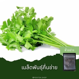 เมล็ดพันธุ์คืนช่าย45เมล็ด🔺ขั้นต่ำโปรดสั่งสินค้าภายในร้าน30บาทขึ้นไปค่ะ