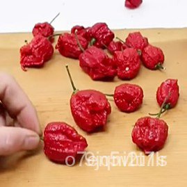 ขายดี-สวนครัว-ขายดี-สวนครัว-พริกเผ็ดที่สุดในโลกถูกที่สุด-9-บ-3-เมล็ด-carolina-reaper-ปล-อ-อินทรีย์-คละ-สวนครัว-ดอก