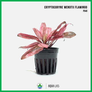 [APC] Cryptocoryne wendtii flamingo &lt;Full Grow&gt; (คริปฟลามินโก้) [ไม้น้ำ - Aquatic Plant]