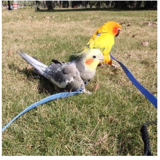 parrot leash hamster outdoor นก  sunday conure