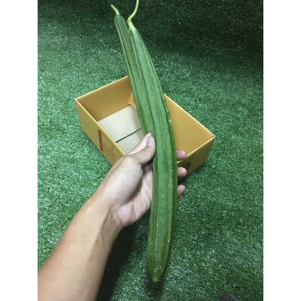 บวบเหลี่ยมสด-บวบเขียว-ผักผลไม้
