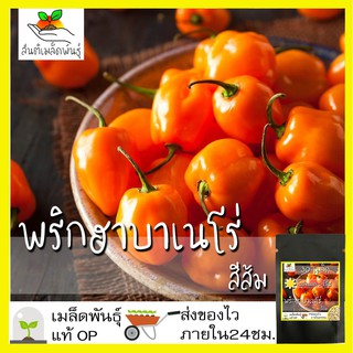 เมล็ดพันธุ์ พริก ฮาบาเนโร่ สีส้ม 30 เมล็ด Orange Habanero Pepper seed50 เมล็ด (ไม่ใช่พืชที่มีชีวิต)