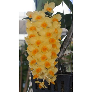 กล้วยไม้ เอื้องมอนไข่กิลเบิร์ต Dendrobium guibertii 1 ต้น