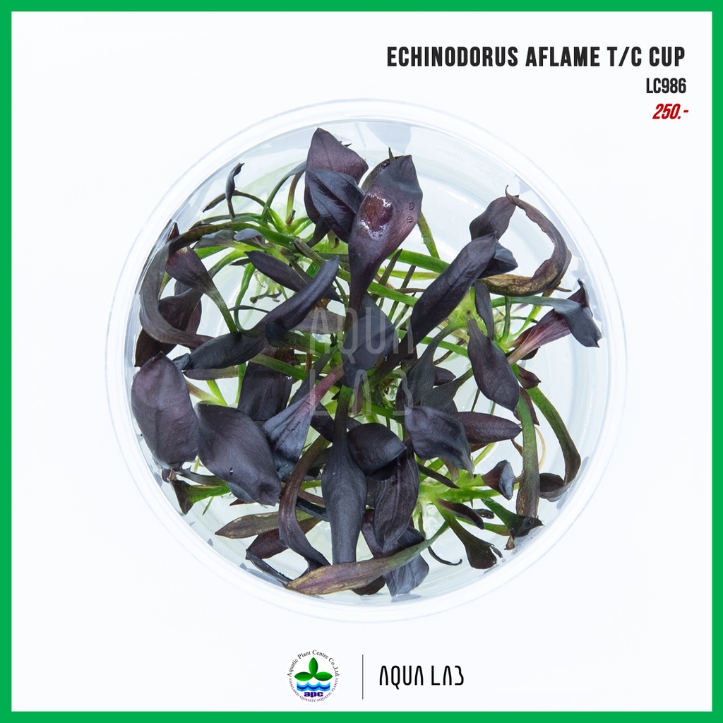 [APC] Echinodorus aflame T/C CUP (แอมะซอน เอเฟรม) [ไม้น้ำ - Aquatic ...