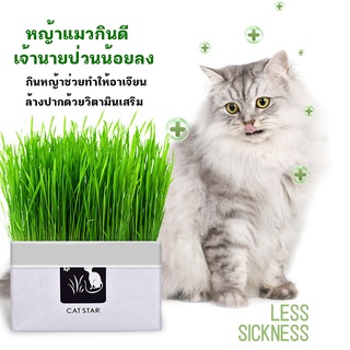 หญ้าแมวแบบกล่อง ครบชุดพร้อมปลูก ต้นอ่อนข้าวสาลี หญ้าเเมว สำหรับสัตว์เลี้ยง หญ้าแมว[มือใหม่ก็ปลูกได้ เมล็ดพันธุ์คุณภาพ]