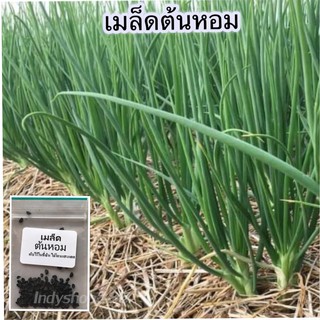 เมล็ดพันธุ์ ต้นหอม หอมแบ่ง 150 เมล็ด [10 แถม 1 คละได้]