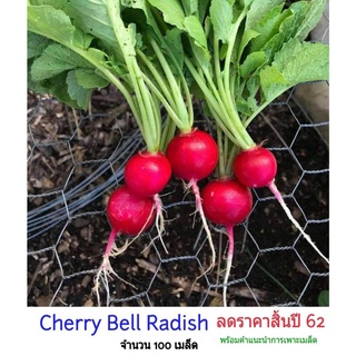 Radish Cherry Be Seeds เรดิช เชอรี่เบลล์ พร้อมคำแนะนำการเพาะเมล็ด เมล็ดพันธุ์ผักสวนครัว50 เมล็ด (ไม่ใช่พืชที่มีชีวิต)