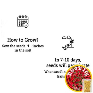 ผักเมล็ดกะหล่ำปลีผักผัก seeds seeds seeds QXOY