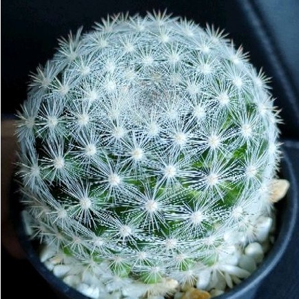 cake-cactus-farm-กระบองเพชร-mammillaria-candida-var-snowball-แมมแคนดิด้า-สโนว์บอล-ต้นใหญ่