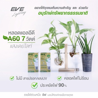 EVE หลอดไฟ วันสิ่งแวดล้อมไทย หลอดแอลอีดี หลอดประหยัดไฟ ขั้วเกลียว E27 รุ่น A60 Thai Environment Day ขนาด 7W แสงขาว 6500K