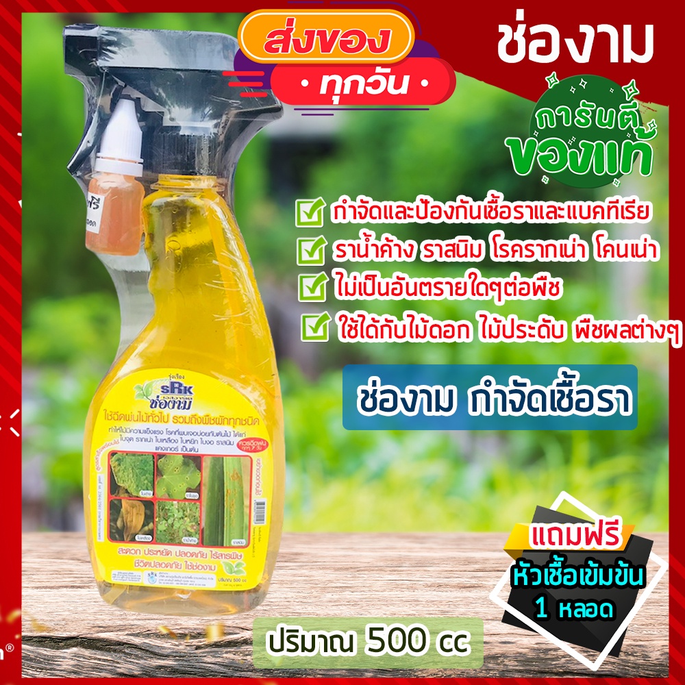 ถูกทีสุด-ช่องาม-สเปรย์-ชีวภาพ-500-ml-แถมฟรี-หัวเชื้อ-สำหรับพืชทุกชนิด-เร่งต้น-ใบ-เร่งดอก-กำจัดเชื้อรา-แมลง-ศัตรูพืช