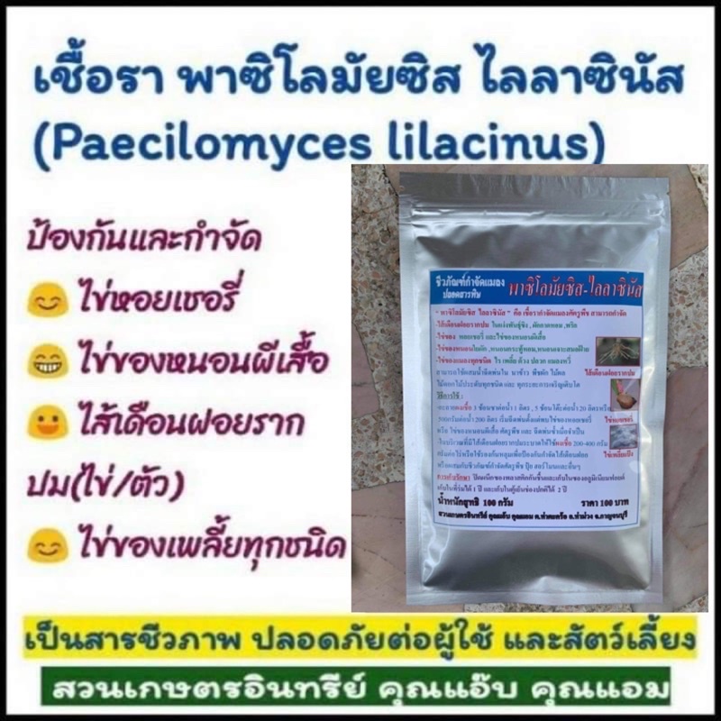 พาซิโลมัยซิส-ไลลาซินัส-100กรัม-กำจัดไข่แมลง-ไข่เพลี้ย-ไข่หนอน-ไข่ไร-ไข่หอยเชอรี่-ไส้เดือนฝอยก่อรากปม-ได้ผลดีเยี่ยม