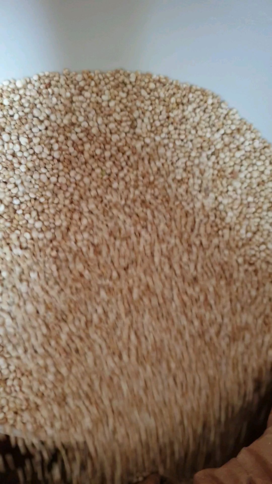 ลด-80บ-โค้ด-enth119-เมล็ดควินัวออร์แกนิคขาว-white-quinoa