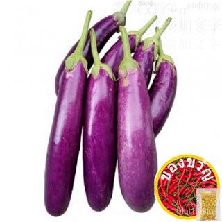Benih Terung King / Eggplant King Seeds / กษัตริย์มะเขือยาวเมล็ด （10 biji )กุหลาบ/มักกะโรนี/เสื้อ/บุรุษ/เมล็ดพืช/ผักชี/ท