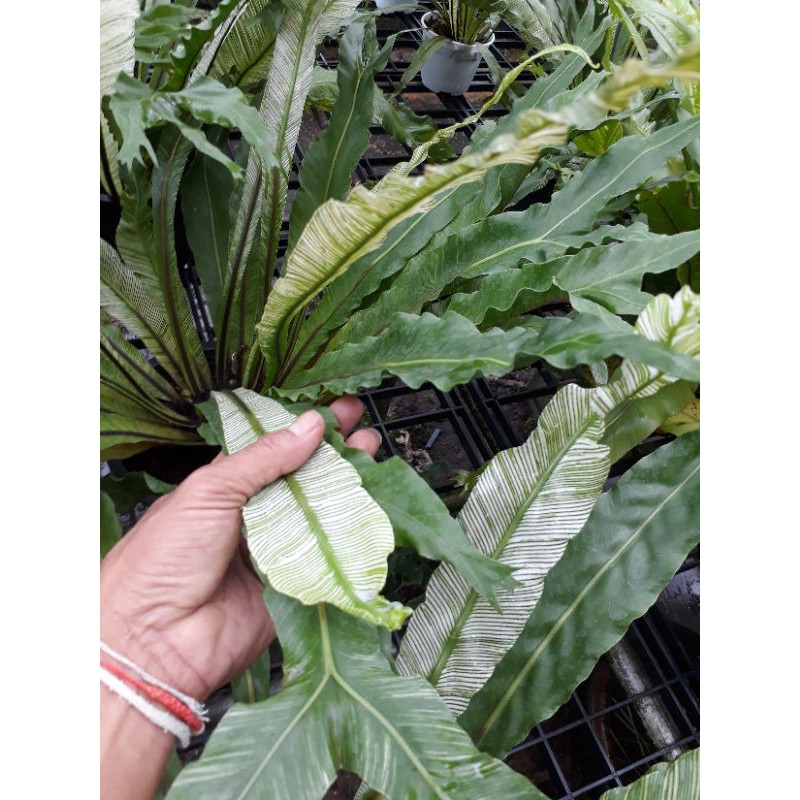 เฟิร์นข้าหลวงด่างญี่ปุ่น-asplenium-antiquum-makino-cv-japan-variegated