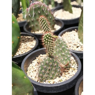 Opuntia polyacantha หมีขนยาว มีราก