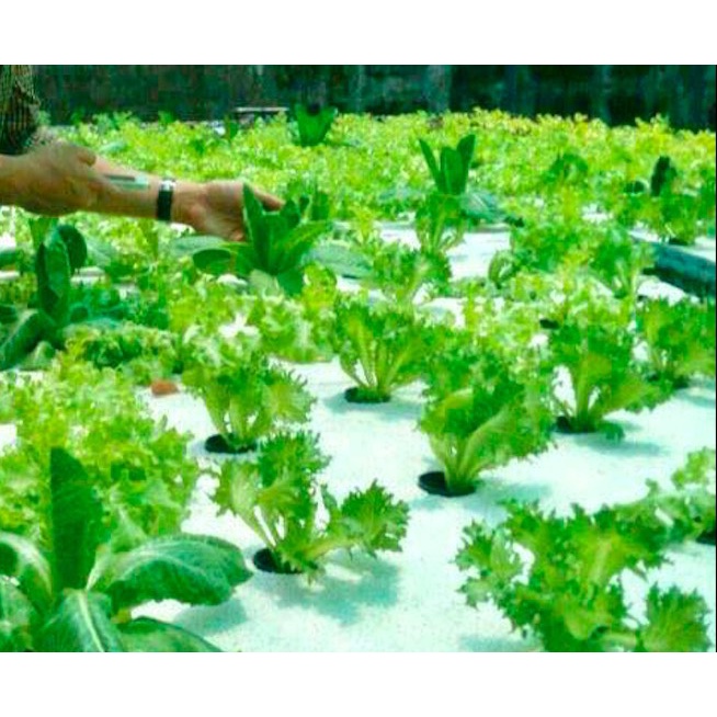 ธาตุอาหารพืช-ปุ๋ยไฮโดรโปนิกส์-ปุ๋ยab-ปุ๋ยน้ำ-ปุ๋ยผักสลัด-สำหรับปลูกผัก-hydroponics-ขนาด1000ml-new-สูตรใหม่